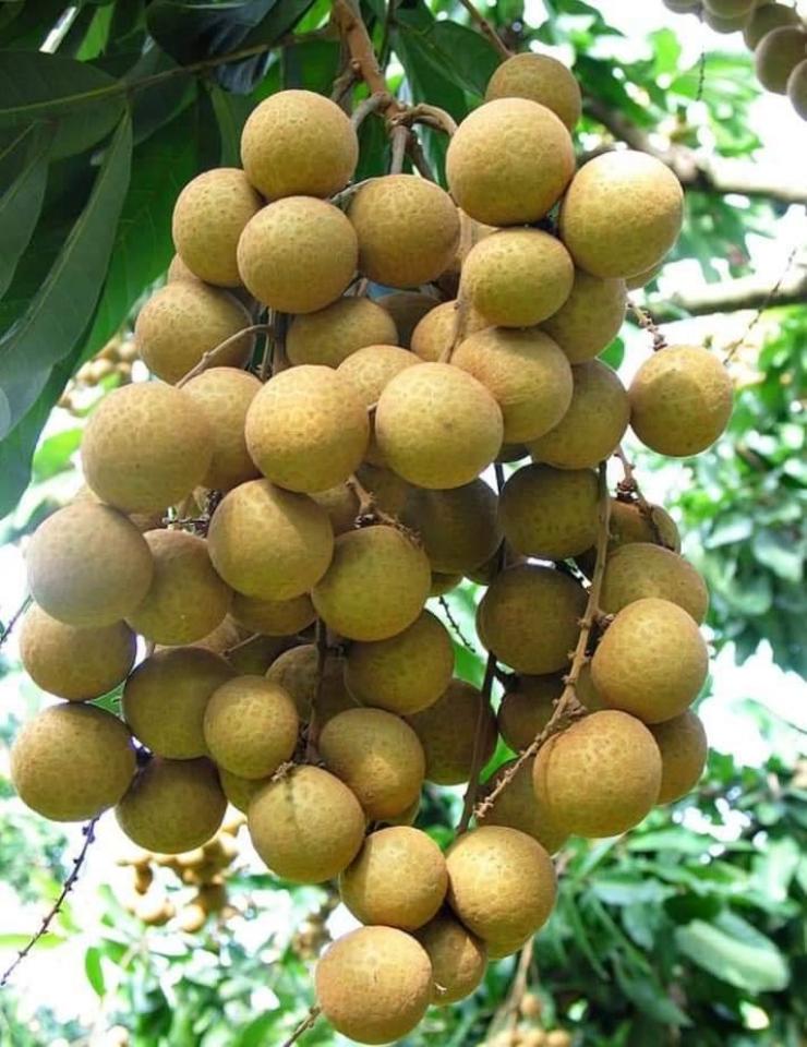 Cần mua nhãn thái tại vườn số lượng lớn Cần mua nhãn thái tại vườn số lượng lớn