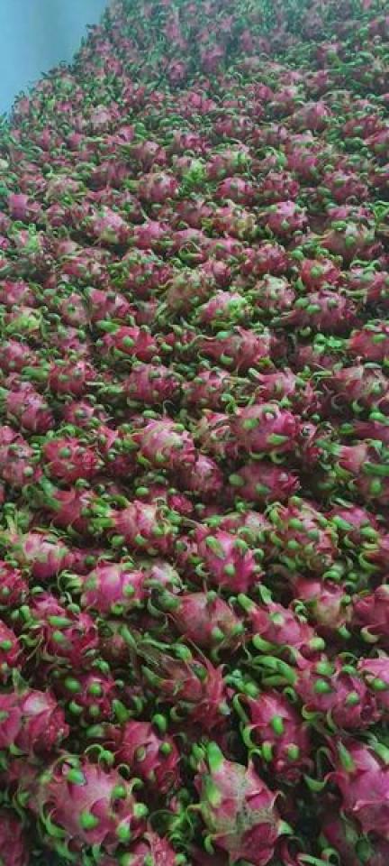 Chuyên sỉ trái cây hàng bao chất lượng Chuyên sỉ trái cây hàng bao chất lượng