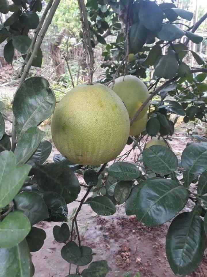 Bưởi già lâu năm,ăn ngọt,nhiều nước,không bị khô,múi to,tôm róc vỏ Bưởi già lâu năm,ăn ngọt,nhiều nước,không bị khô,múi to,tôm róc vỏ