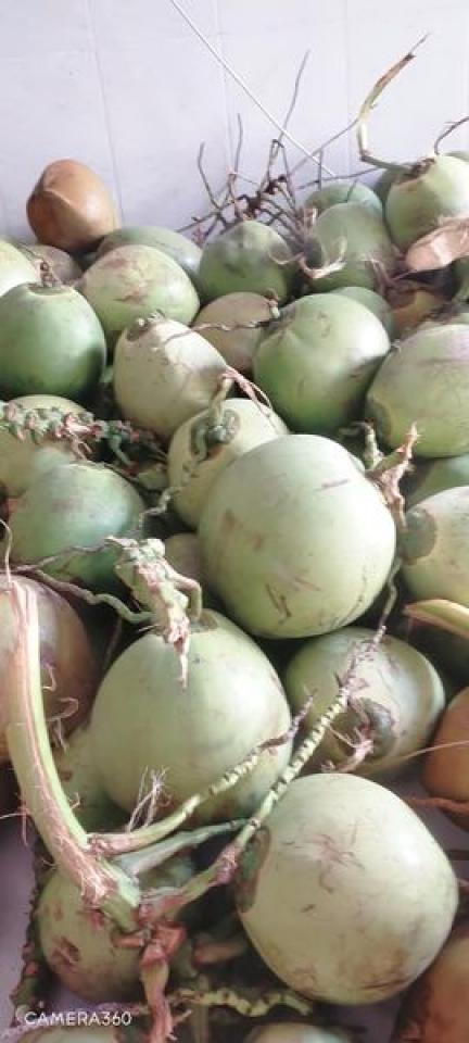 Bỏ sỉ dừa số lượng lớn Bỏ sỉ dừa số lượng lớn